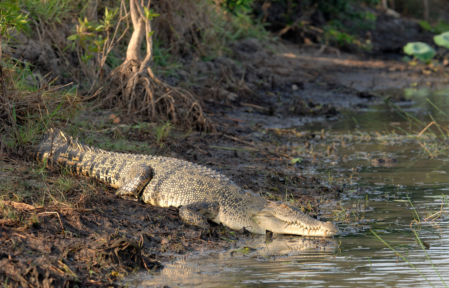 Saltwater Crocodile Glossy Poster Picture Photo Print Banner Giant Asian Booma Prints