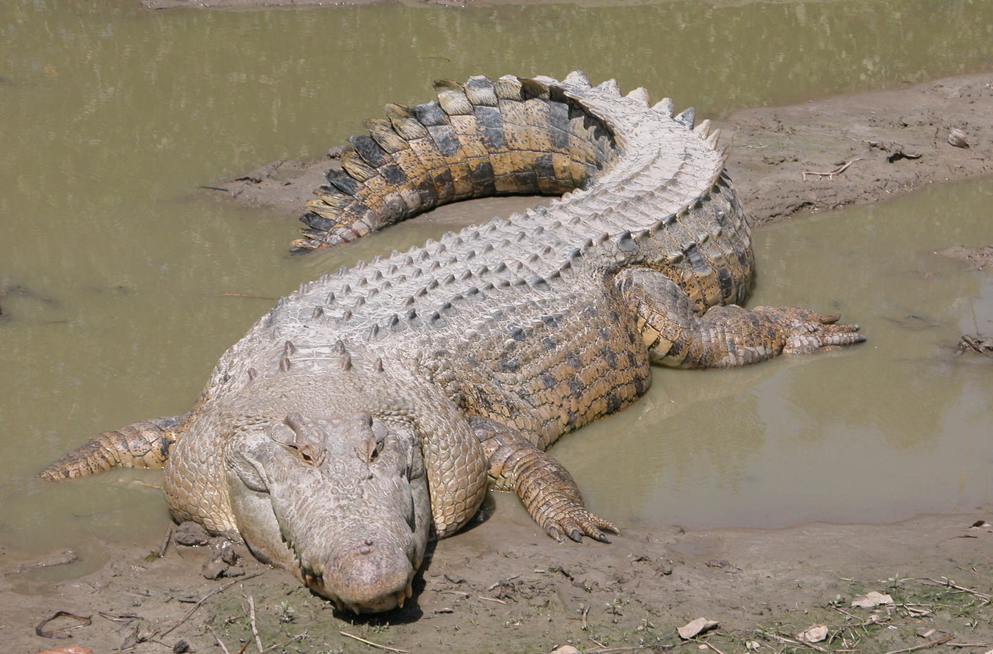 Saltwater Crocodile Glossy Poster Picture Photo Print Banner Giant Asian Booma Prints