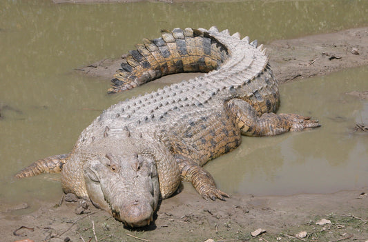 Saltwater Crocodile Glossy Poster Picture Photo Print Banner Giant Asian Booma Prints