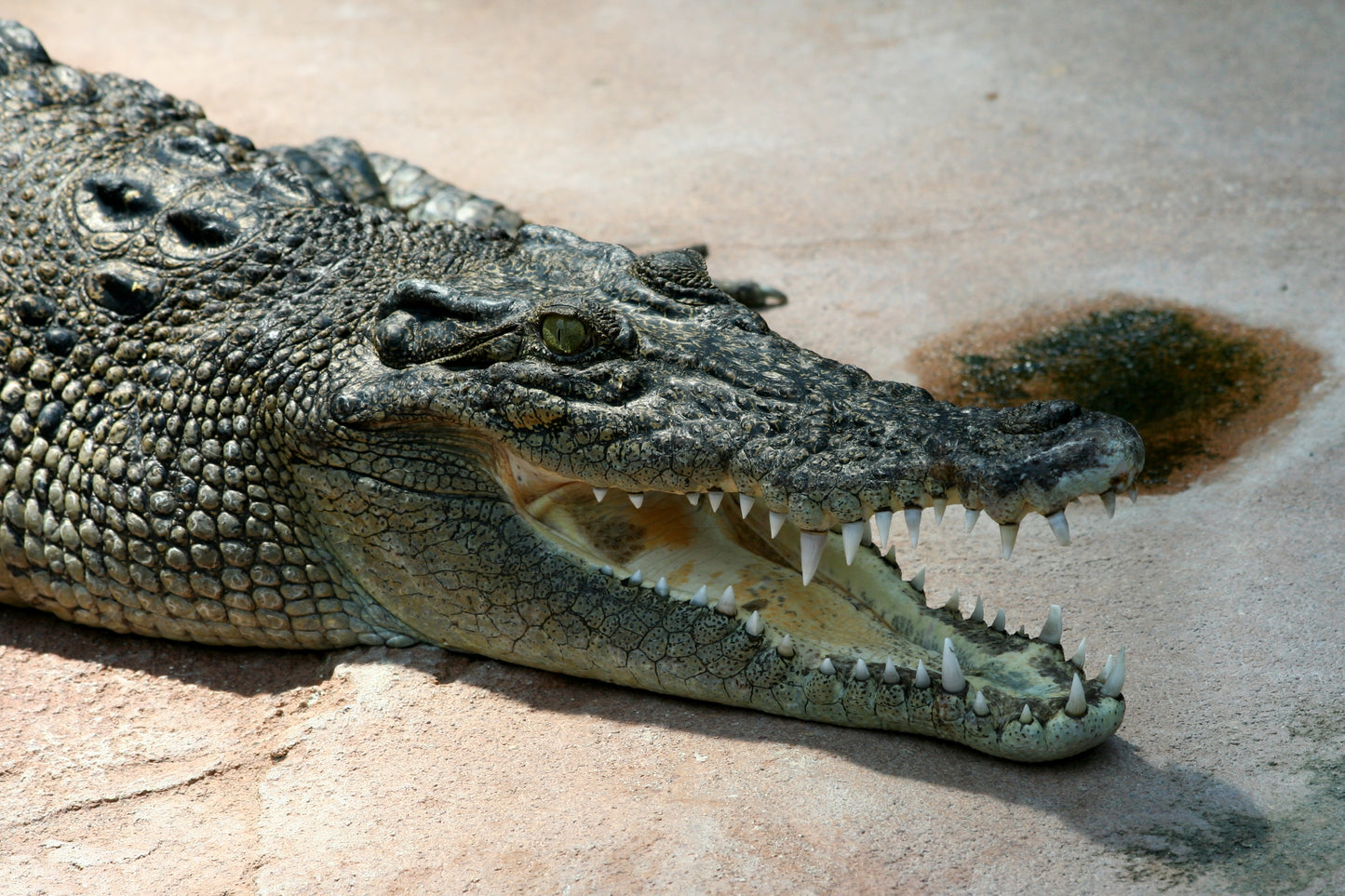 Saltwater Crocodile Glossy Poster Picture Photo Print Banner Giant Asian Booma Prints