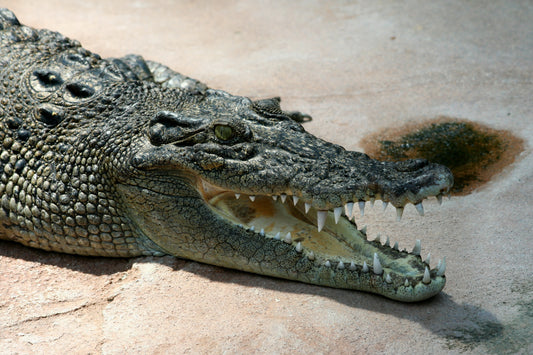 Saltwater Crocodile Glossy Poster Picture Photo Print Banner Giant Asian Booma Prints