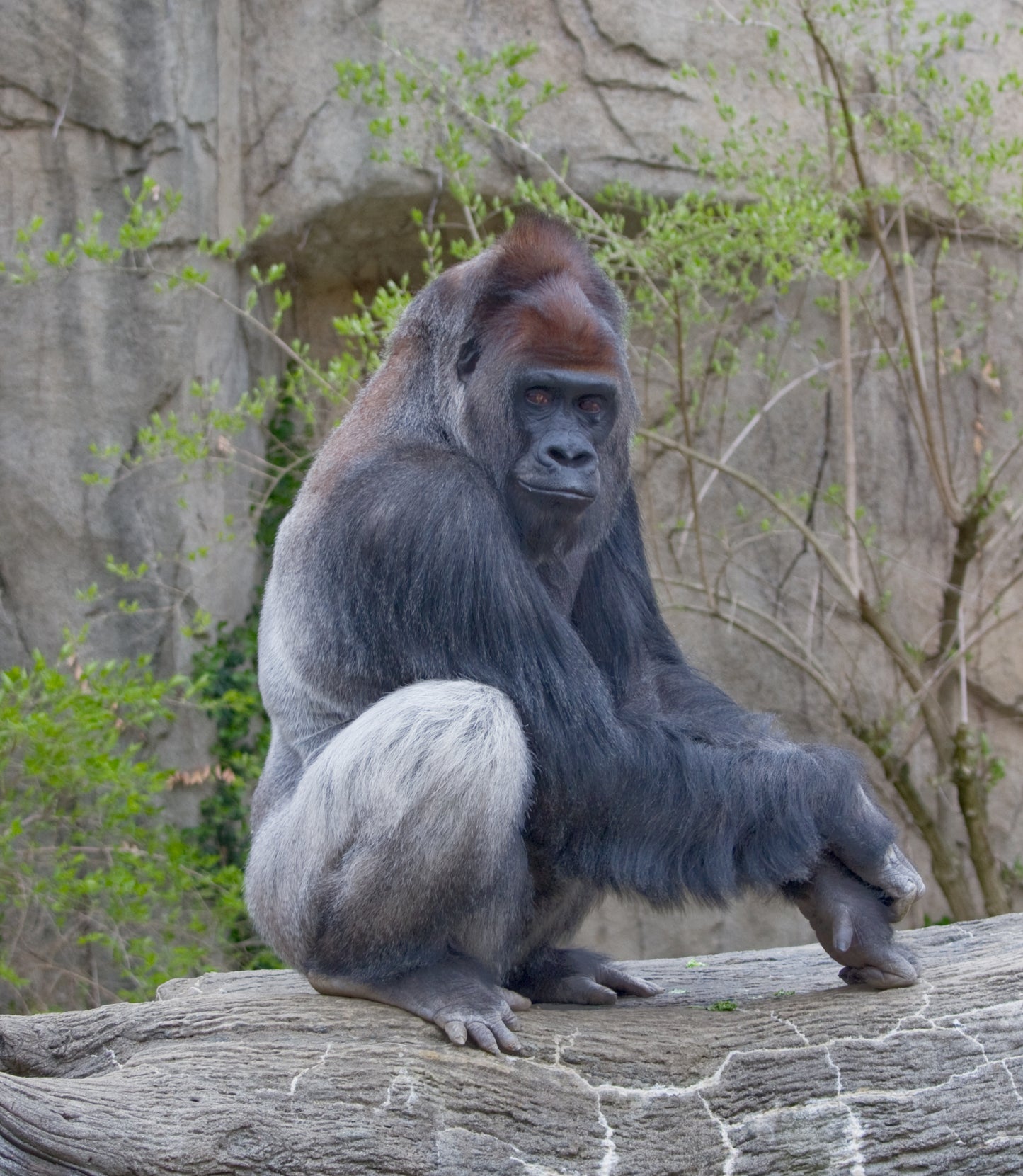 Western Lowland Gorilla Glossy Poster Picture Photo Print Banner Primate Booma Prints