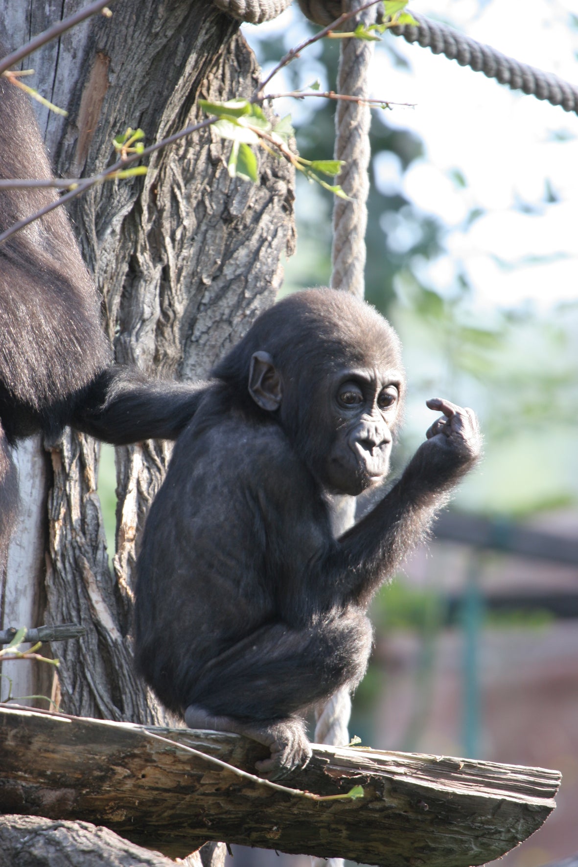 Western Lowland Gorilla Baby Child Glossy Poster Picture Photo Print Banner Booma Prints