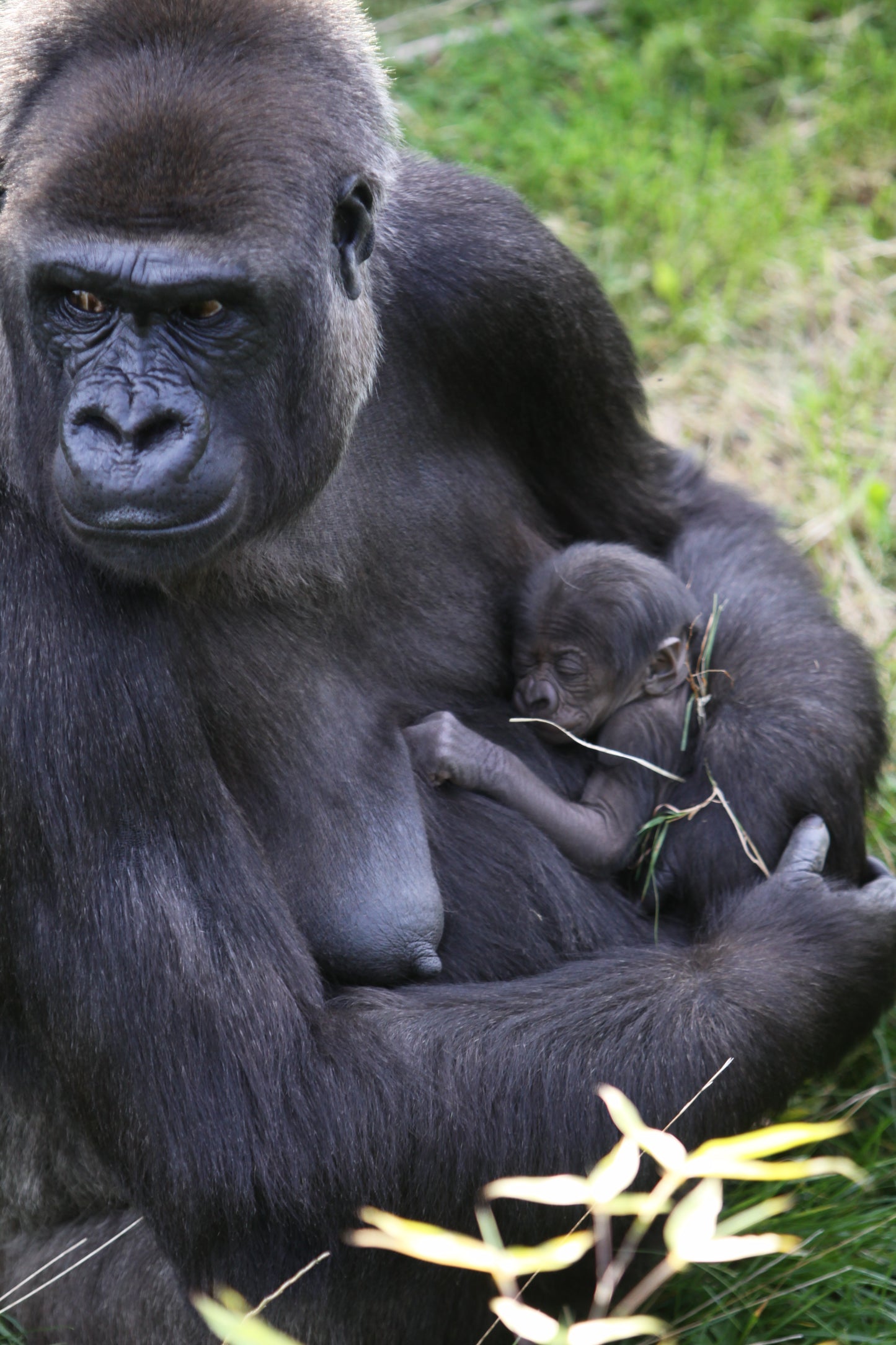 Western Lowland Gorilla  Mom Baby Glossy Poster Picture Photo Print Banner Booma Prints
