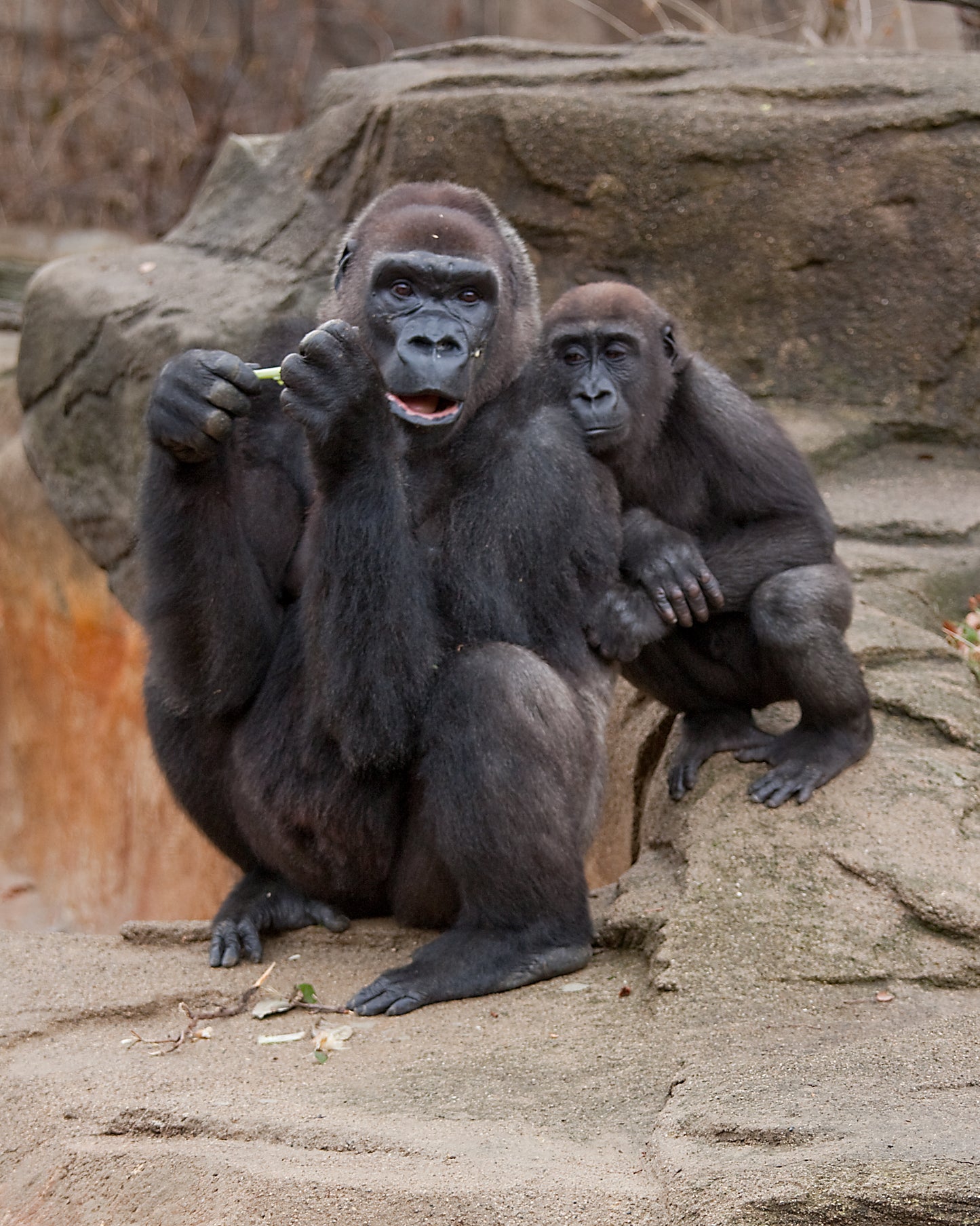 Western Lowland Gorilla  Mother Glossy Poster Picture Photo Print Banner Booma Prints
